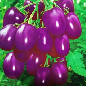 水果番茄种樱桃小番茄