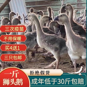 特大种纯种狮头鹅活苗灰狮头鹅活体原产地潮汕品种白狮头鹅27人付款