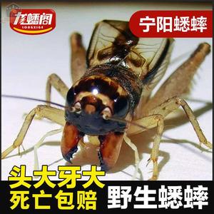 宁阳野生蟋蟀秋虫蛐蛐活物野秋虫蛐蛐泗店斗蟋活虫宁津黄蜂包活邮