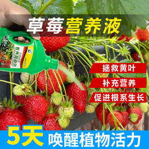 草莓营养液绿植专用肥料家庭盆栽施肥生根壮苗土壤土培种菜果蔬肥