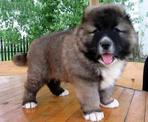 高加索幼犬纯种高加索犬巨型犬熊版高加索出售高加索犬