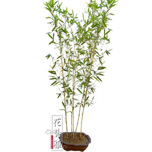 季青植物户外大型观赏罗汉竹室内盆栽紫竹黄金镶玉竹梵立欧企业店