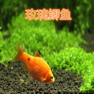 观赏鱼活体金元宝鱼热带淡v水中小型鱼闯缸鱼草缸练手鱼宠物鱼好