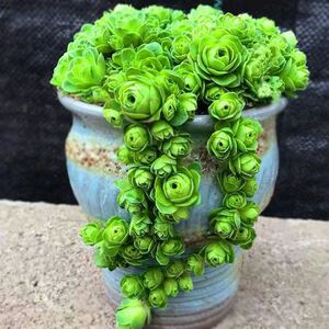 包邮超大盆山地玫瑰多肉植物易群生爆小崽桌面室内防辐射花卉推荐