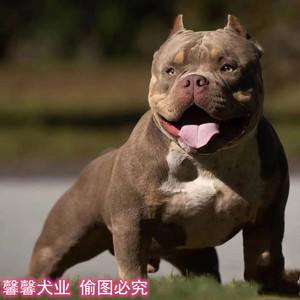 纯种恶霸犬恶霸犬幼犬活体出售美国恶霸犬体型小口袋体标准体恶霸