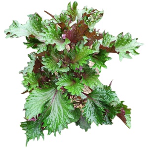 可食用紫苏盆栽野生鸡冠紫苏苗双面紫色种苗阳台绿植树苗庭院盆景