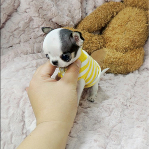 无偿领养吉娃娃长不大宠物狗小型迷你型白色茶杯幼犬狗活体送衣服