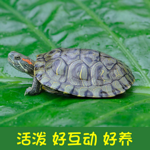 小巴西龟活物迷你宠物龟红耳小彩龟苗情侣水龟招财深水龟活体草龟