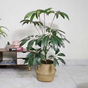 促销招财树老桩日本大叶伞绿植客厅植物大型北欧室内花卉盆栽耐阴