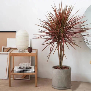 千年木绿植盆栽三色五彩七彩铁龙血树室内客厅庭院马尾铁耐旱绿植