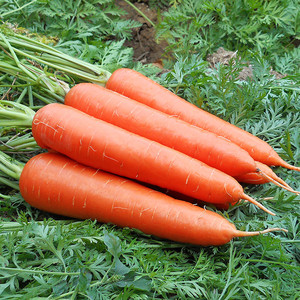 四川新鲜小红萝卜 农家自种沙地迷你水果甜胡萝卜泡菜腌菜包邮