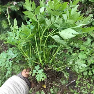 川芎苗四季阳台盆栽种植中药材种苗黄精玉竹枸杞生地黄百合秧苗