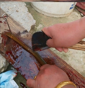 剥鳝鱼刀杀剖黄鳝专用剔骨刀工具划破泥鳅神器锋钢锻打家用穿肠刀