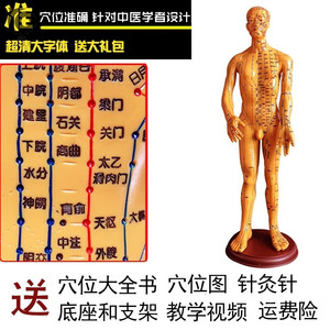 假人血位授课教全身女针炙人体经络穴位按摩模特模型人头背部