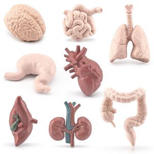 人体器官模型仿真幼儿园儿童科教认知大脑胃心脏肝脏肺玩具摆件