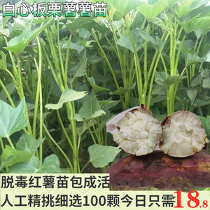 白心板栗红薯苗地瓜秧高产优质种植包邮食叶型番薯苗糖心蜜薯苗