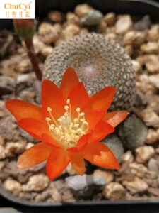 日本购橙宝山城堡山开花稀有仙人球小盆栽仙人掌多肉实生超大包邮