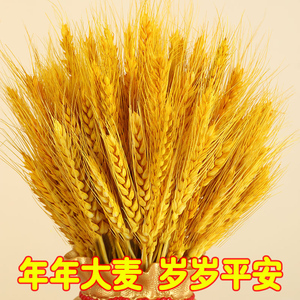 黄金麦穗干花客厅摆件大麦花束材料金色稻穗落地小麦气氛布置发财