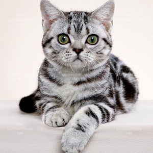 北京/实体上门/美短猫虎斑加白纯种 活体银虎斑标斑cfa有血统证书