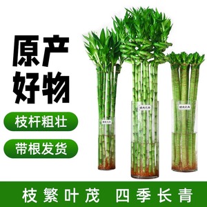 富贵竹水培植物节节高观音转运竹子带根盆栽客厅旺宅招财绿植水养