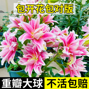 百合种球进口香水百合花盆栽重瓣鲜花室内花卉植物郁金香四季开花