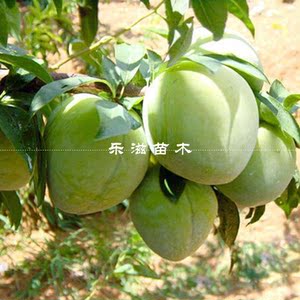 黄金奈李苗炎陵奈李套袋黄肉李子高产青奈李果大脆甜湖南基地直销