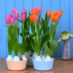 五孔郁金香花盆水培专用盆自动吸水室内桌面无土栽培水养植物盆