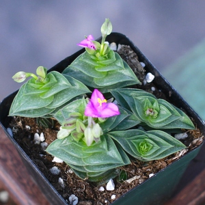 多肉一帆风顺锦