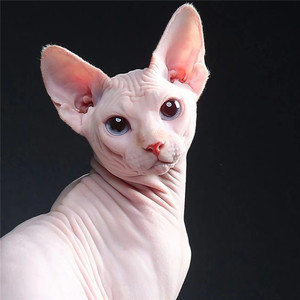 加拿大无毛猫比鲁斯蓝皮斯芬克斯活物血统白皮花皮开脸纯种幼猫咪