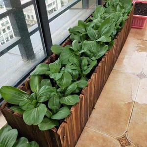 室内楼顶房阳台儿童种菜专用箱泡沫架子盆种韭菜大号神器天台搭架