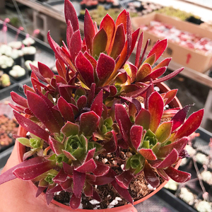 90tb6827082732淘宝七彩凤凰羽水培植物室内花卉水养竹芋孔雀竹防