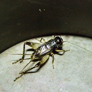 蟋蟀蛐蛐活体大白虫白虫活体新蜕鸣虫包邮包风险买就送保温箱叫虫