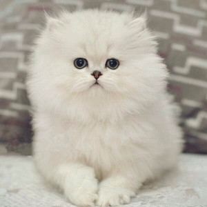 金吉拉活体纯种长毛银渐层高地折耳立耳猫绿眼睛英短矮脚猫波斯猫