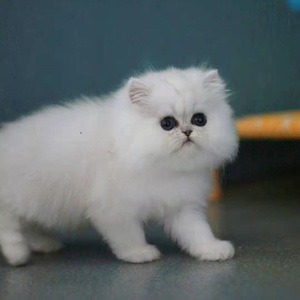 金吉拉幼猫纯种蓝眼睛长毛银点高地宠物猫咪活体矮脚折耳金吉拉猫