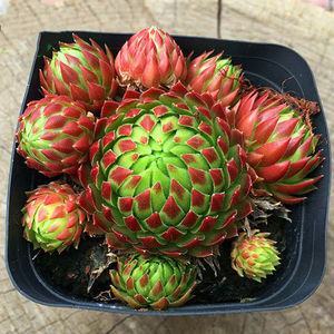 复活节彩蛋长生草系橘子球爱德华柔情多头群生多肉植物盆栽花卉