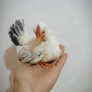 泰国白桂 矮脚鸡 宠物鸡 元宝鸡 小体型观赏鸡 迷你型宠物