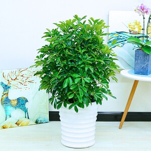 鸭掌木鸭脚木小叶元宝室内客厅 大型植物盆景花卉 盆栽苗 吸甲醛