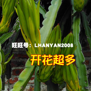 新鲜正宗霸王花苗枝条霸王花种苗剑花苗蟹爪兰嫁接砧木三菱柱包邮