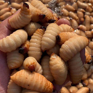 3斤鲜活竹虫 竹笋虫竹象虫新鲜竹子虫椰子虫竹蛹活体速冻食用昆虫