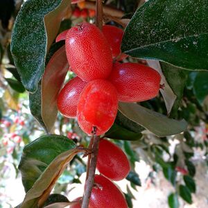 云南临沧永德特产羊奶果现发酸甜新鲜牛奶果苗孕妇水果大果好吃包