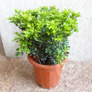 【米仔兰树苗】米仔兰树苗品牌,价格 - 阿里巴巴