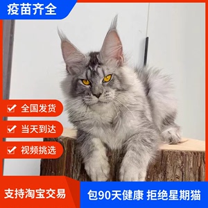 纯种缅因猫幼猫赛级双血统烟灰色棕虎斑银虎斑巨型长毛库恩猫活体