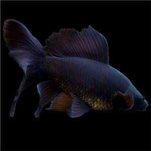 黑彗星黑草金黑锦鲤锦鲫冷水淡水观赏鱼黑金龙凤锦鲤长尾短尾好养