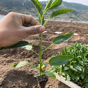 2021年新鲜云南石林人生果人参果圆果种苗清甜水果孕妇老人宝宝爱