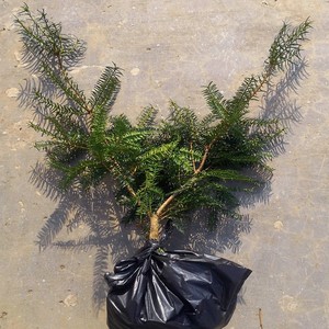 香榧树苗香榧苗挂果榧树苗嫁接苗珍稀名贵坚果苗树木树苗诸暨香榧