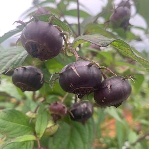 稀有金花红果参果树新奇果树果中人参南北种植地栽盆栽当年可结果