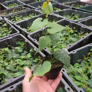 广西容县罗汉果苗盆栽正宗罗汉果树苗地栽种苗当年结果