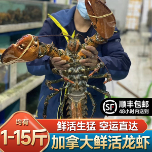 加拿大波士顿大龙虾鲜活海鲜水产超特大1-10斤15斤波龙澳龙大龙虾