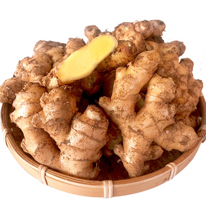 云南土特产 生姜小黄姜 新鲜食材月子母姜 罗平厨房调味品5斤