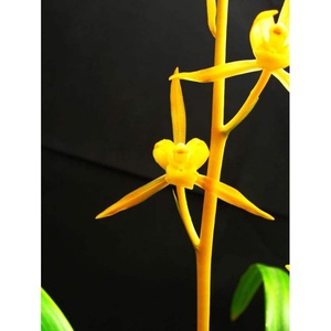 正品兰花苗盆景 墨兰名品【金公主】浓香绿植